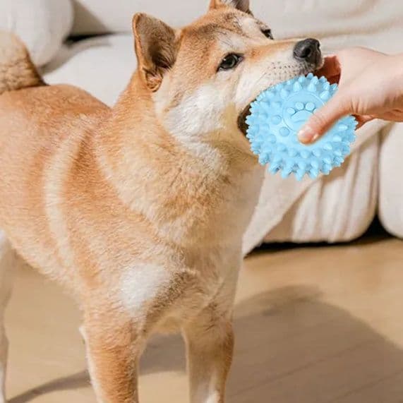 犬のおもちゃ 歯磨きデンタルトイセット