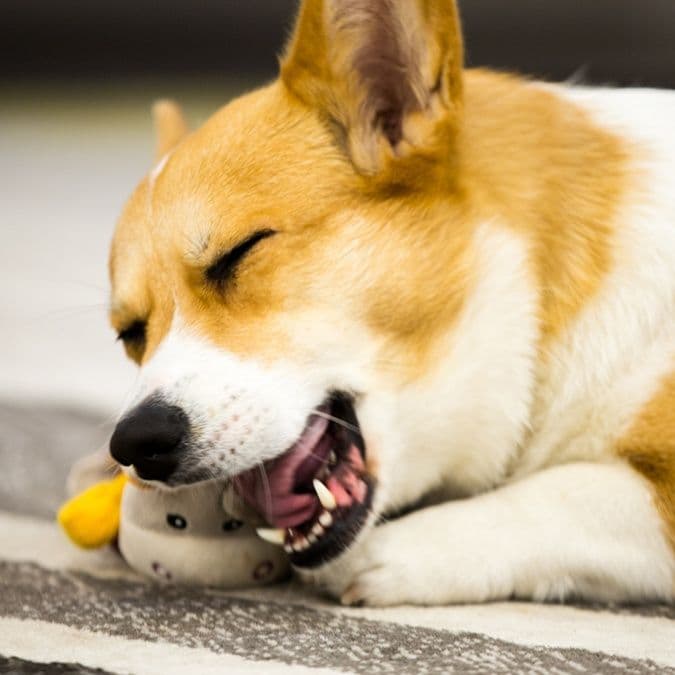 犬のおもちゃ 愛らしい動物たちの音が鳴る歯磨きぬいぐるみ