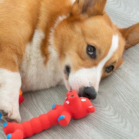 犬のおもちゃ 可愛い動物形状音が鳴る噛み応え抜群玩具