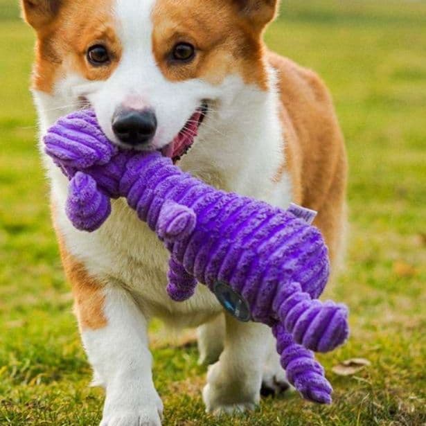 犬 おもちゃ ぬいぐるみ | コーギーが喜ぶ丈夫な動物ぬいぐるみ