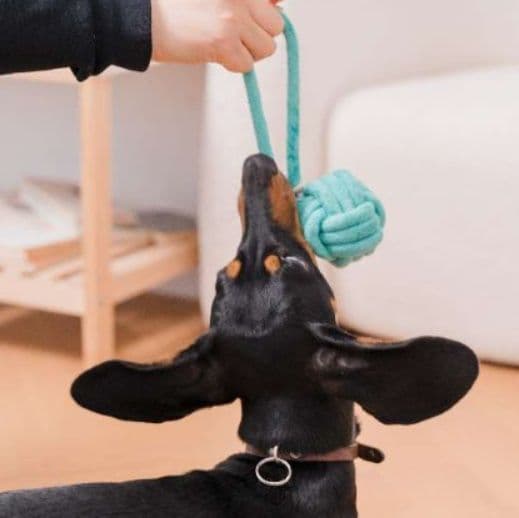 犬 おもちゃ ロープ | 歯磨き効果のある犬用結び目ロープ