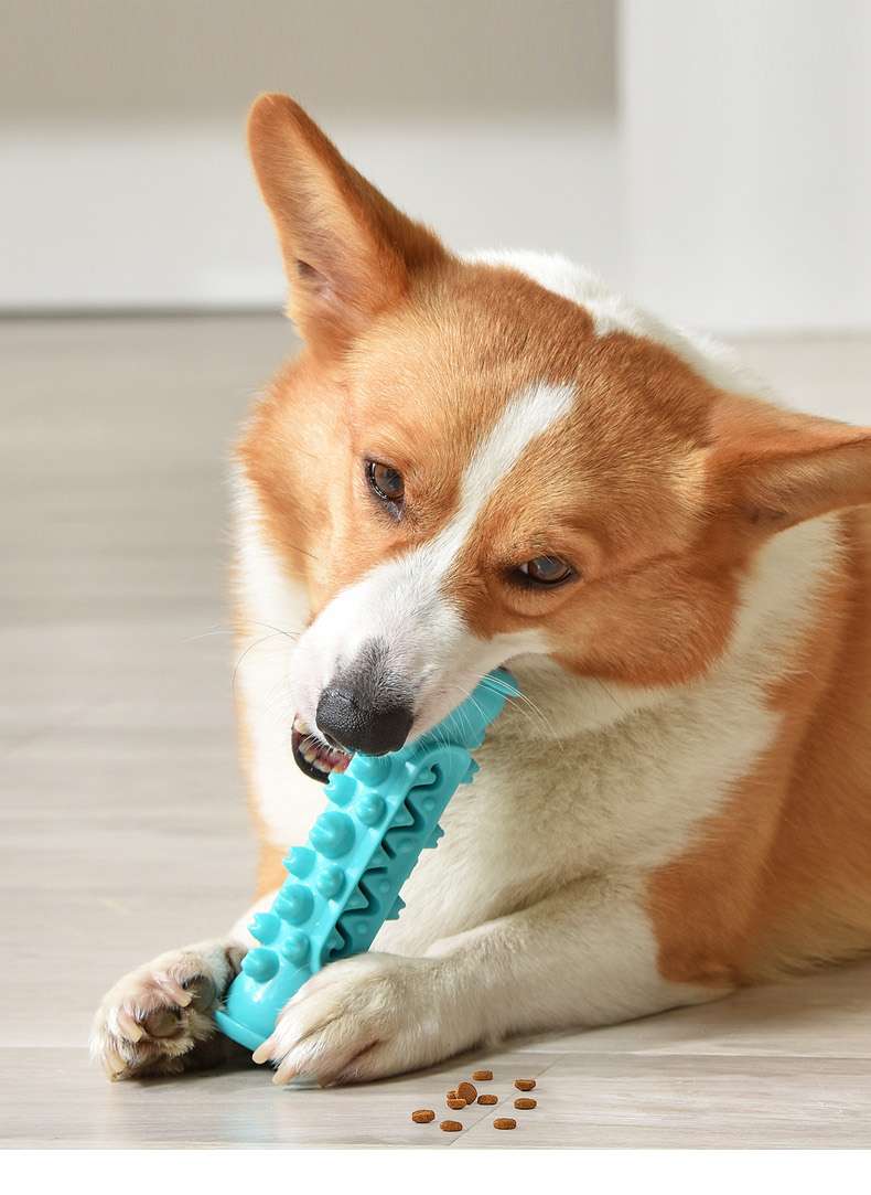 犬 おもちゃ 歯磨き | わんちゃんの歯磨きガムおもちゃ