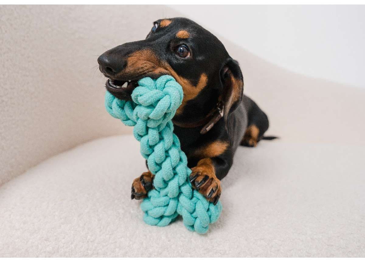 犬 おもちゃ ロープ | 歯磨き効果のある犬用結び目ロープ