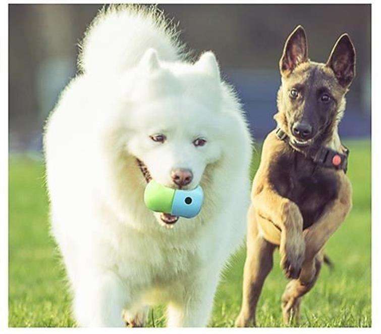 犬 おもちゃ ボール | フォーラジングパズルボール