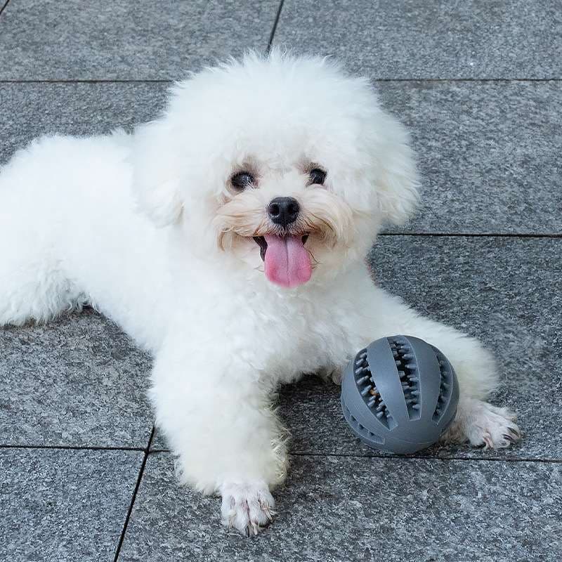 犬 おもちゃ 知育 | 愛犬のデンタルボール