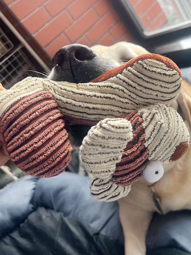 犬 おもちゃ ロープ | わんこの歯ピカピカぬいぐるみ
