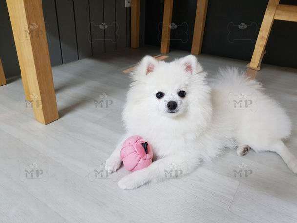 犬 おもちゃ ボール | もこもこ結び目ボール