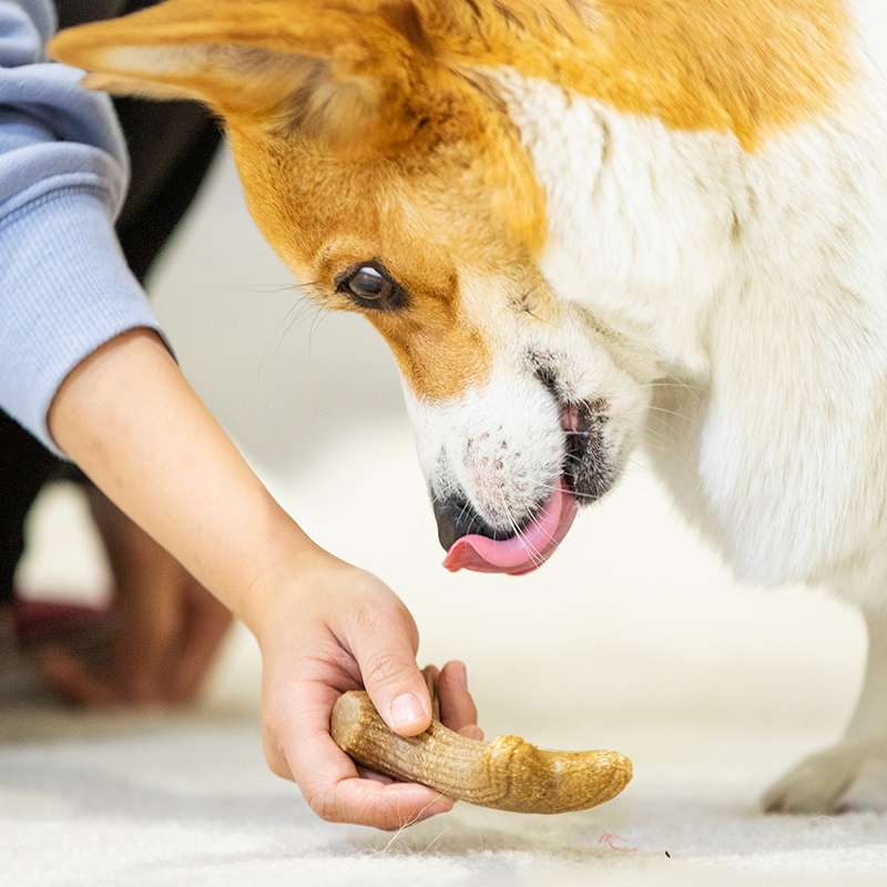 犬 おもちゃ 骨 | 愛犬用天然木の骨型歯磨きおもちゃ