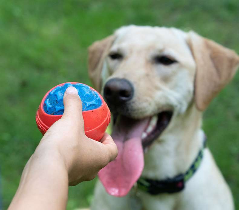 犬 おもちゃ ボール | 噛みごたえ抜群！飛びつき倒せボール