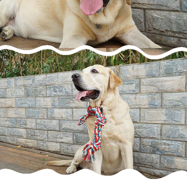 犬 おもちゃ ロープ | 愛犬とのきずな深まるおもちゃ
