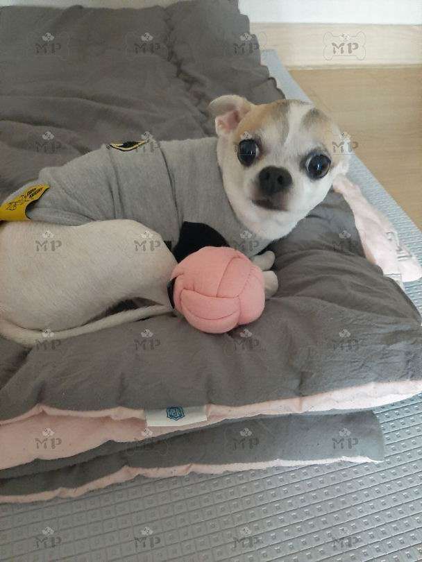 犬 おもちゃ ボール | もこもこ結び目ボール