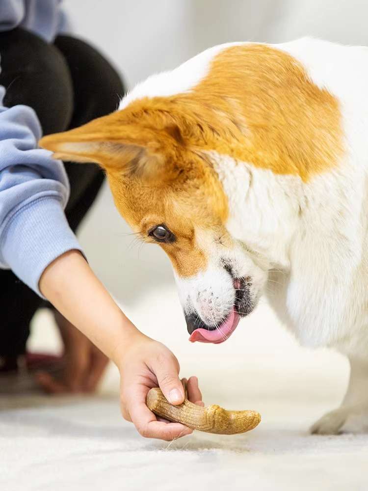 犬 おもちゃ 骨 | 愛犬用 天然松の香り歯磨きおもちゃ