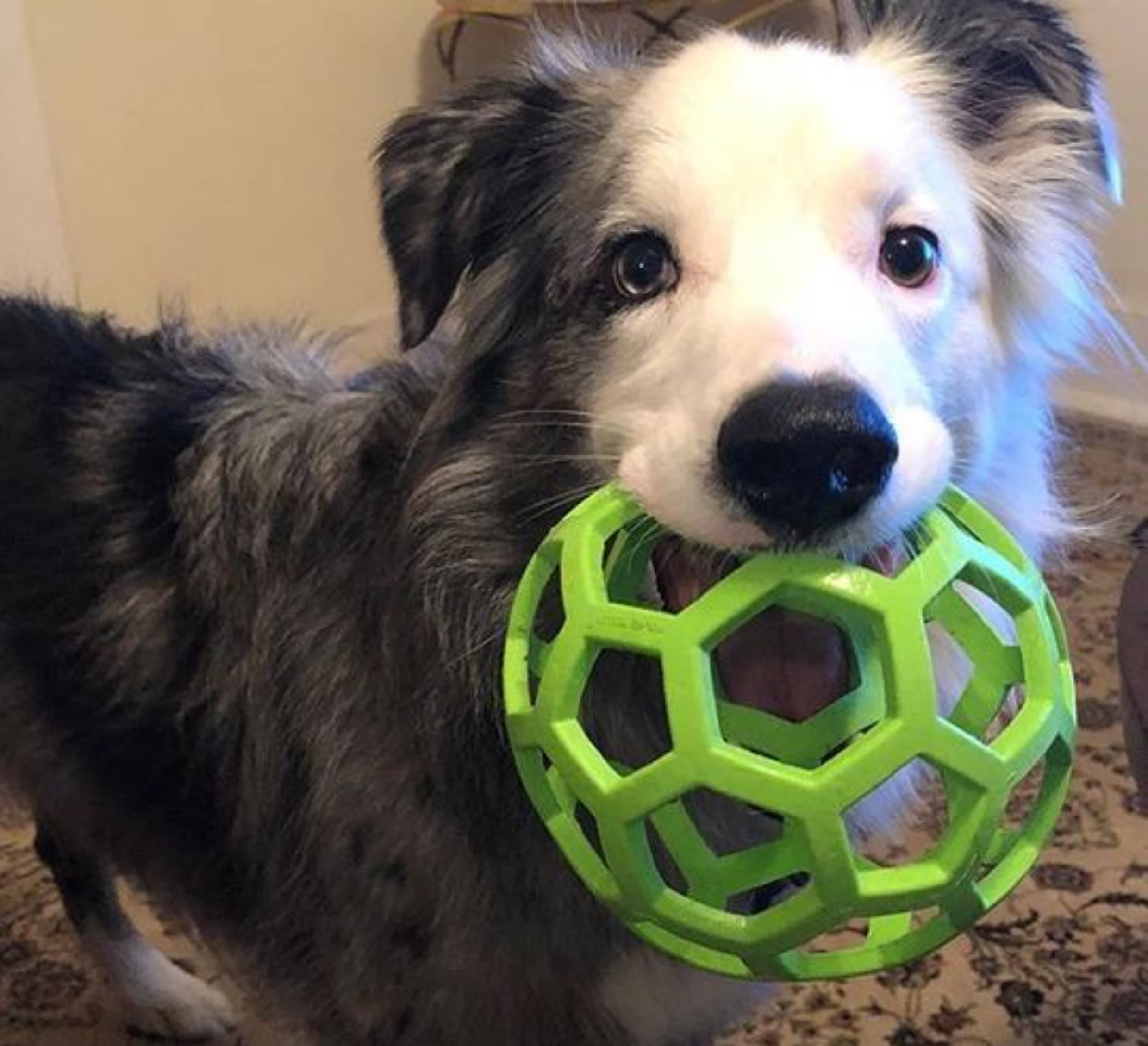 犬のおもちゃ 犬のおもちゃ 六角網目ボール