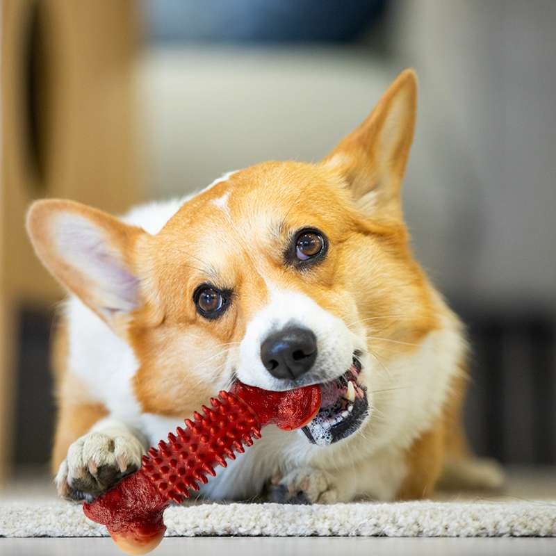 犬 おもちゃ 骨 | 歯磨き効果抜群の音が鳴るおもちゃ骨