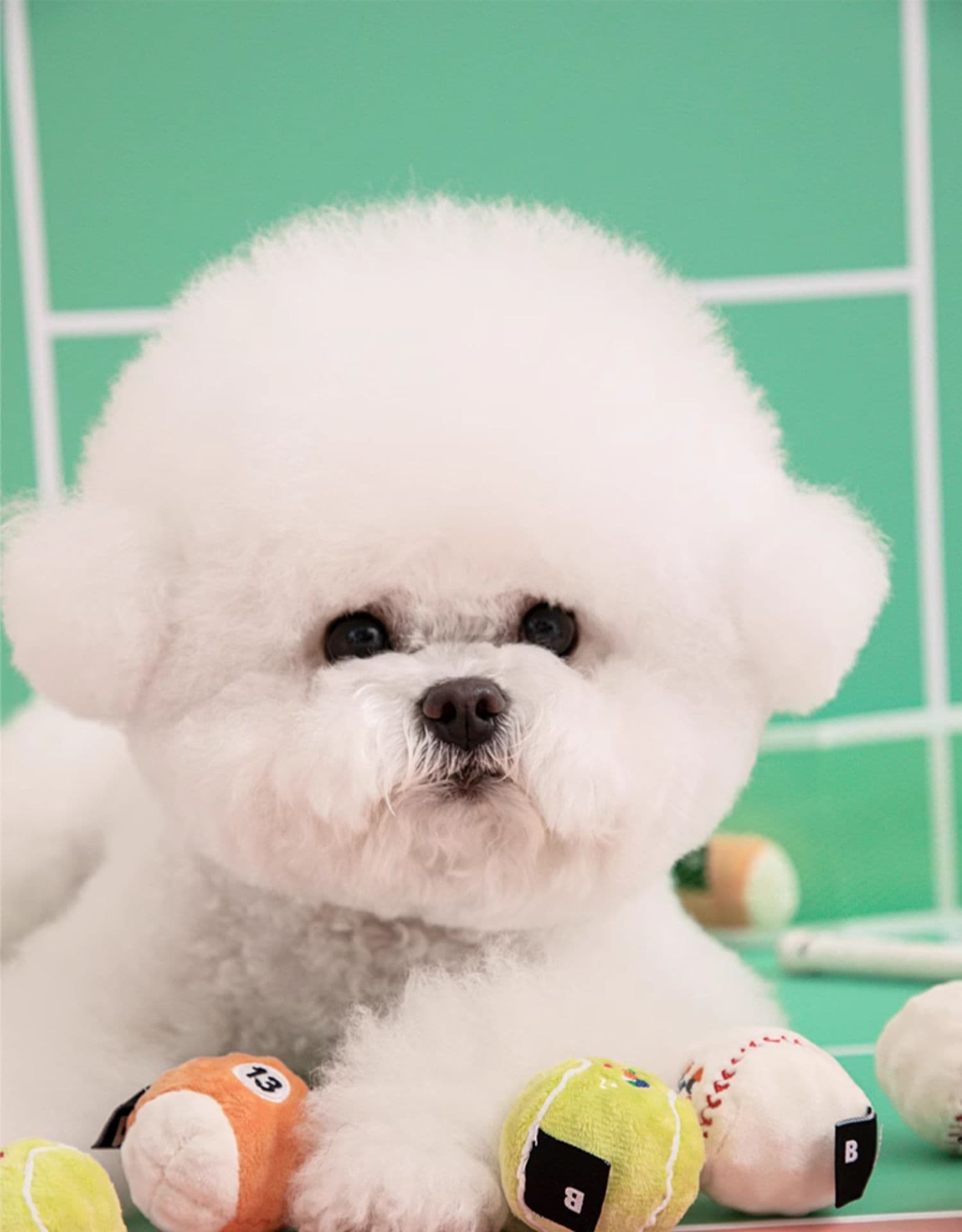犬のおもちゃ スポーティーボール 遊び放題セット