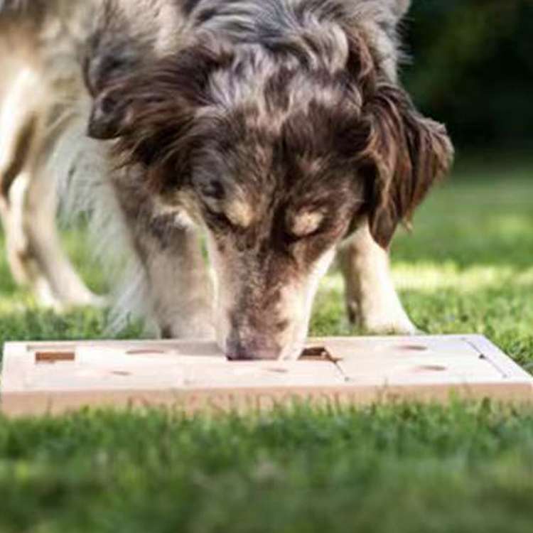 犬 おもちゃ 知育 | ワンコの頭脳ゲーム