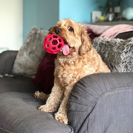 犬のおもちゃ 犬のおもちゃ 六角網目ボール