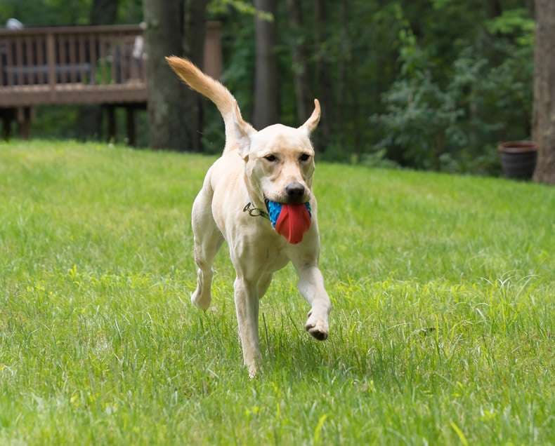 犬 おもちゃ ボール | 噛みごたえ抜群！飛びつき倒せボール