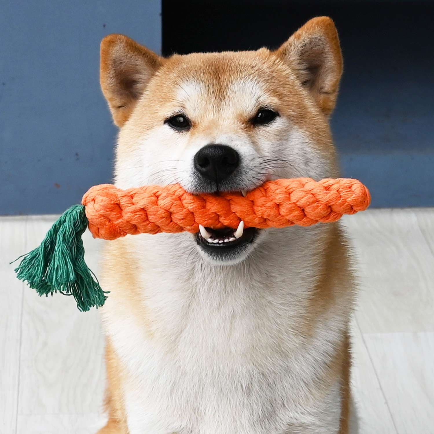 犬 おもちゃ ロープ | もふもふワンちゃんの歯磨きロープ