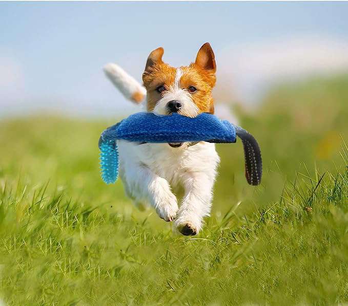 犬 おもちゃ | わんわんジャンピングトイ