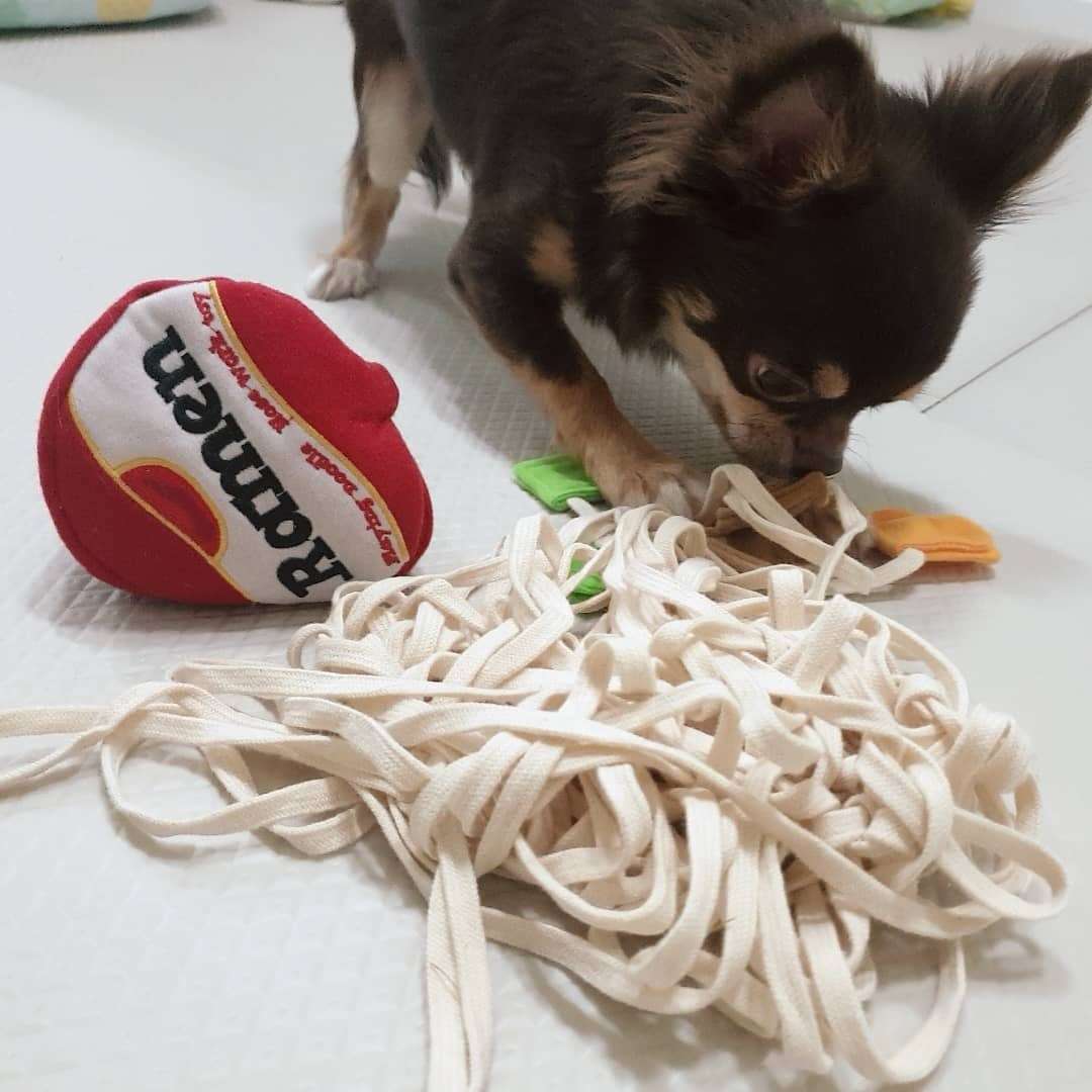 犬 おもちゃ | わんちゃん大喜びヌードル風おもちゃ