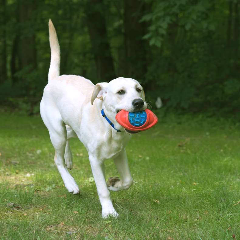 犬 おもちゃ ボール | 噛みごたえ抜群！飛びつき倒せボール