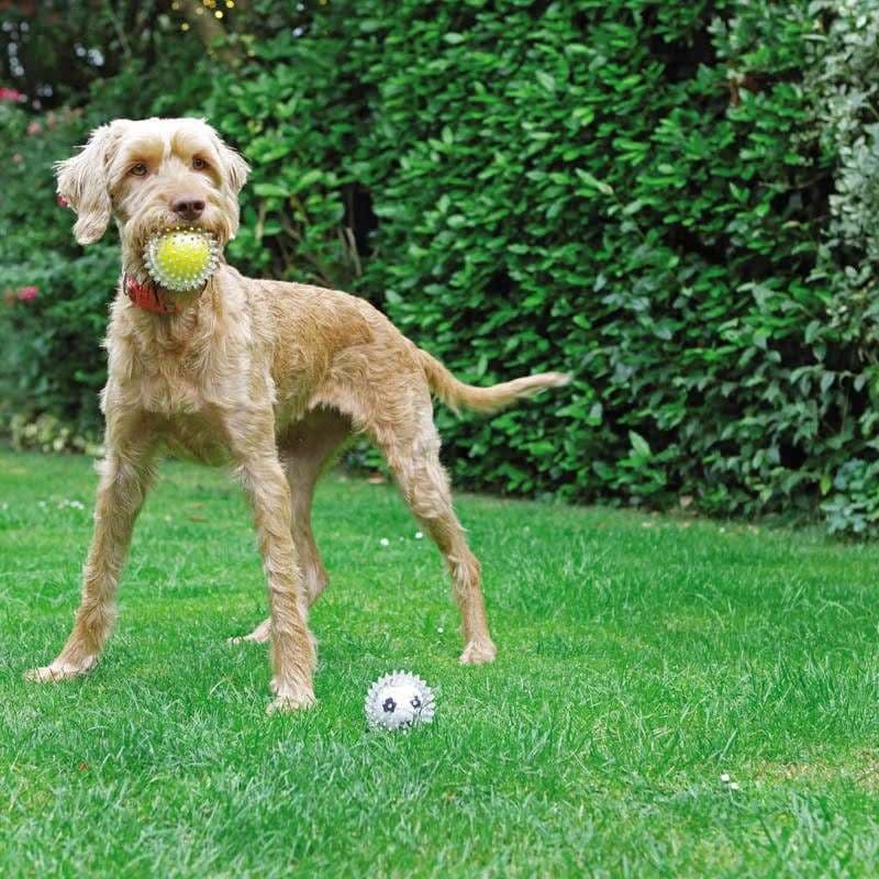 犬 おもちゃ ボール | わんわん喜ぶ遊びボール