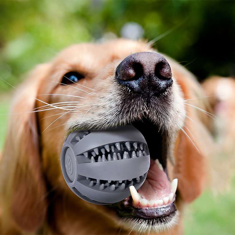 犬 おもちゃ 知育 | 愛犬のデンタルボール