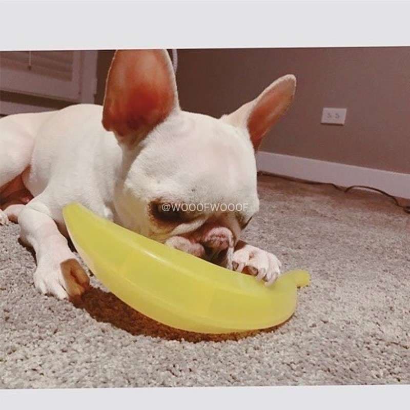犬 おもちゃ 歯磨き | 犬用フルーツ型歯磨きおもちゃ