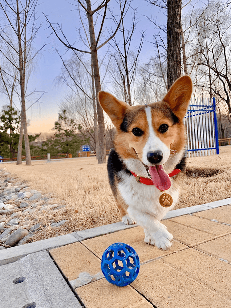 犬のおもちゃ 犬のおもちゃ 六角網目ボール