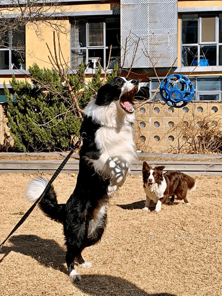 犬のおもちゃ 犬のおもちゃ 六角網目ボール