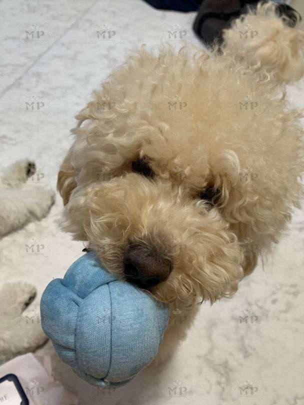 犬 おもちゃ ボール | もこもこ結び目ボール