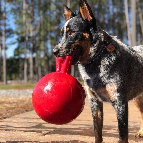 犬 おもちゃ ボール | 大型犬用 タフグリップ ジョリーボール