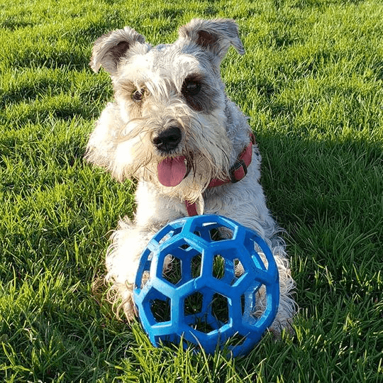 犬のおもちゃ 犬のおもちゃ 六角網目ボール