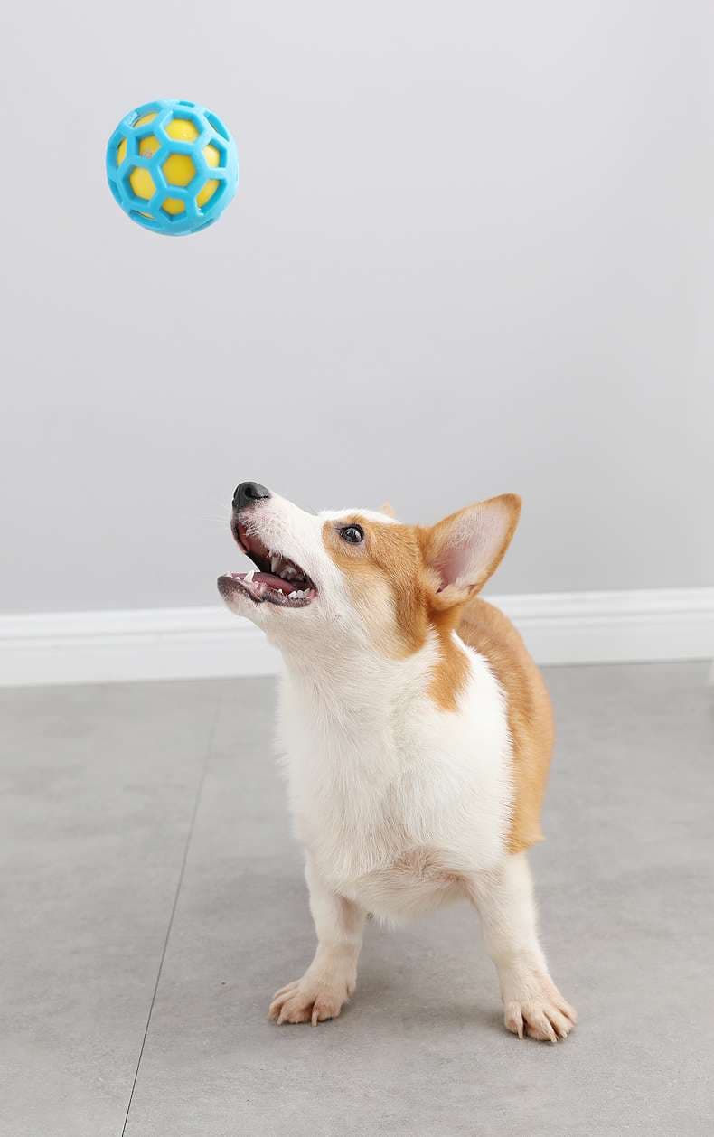犬 おもちゃ ボール | わんちゃん大喜び！噛み心地抜群ゴムボール