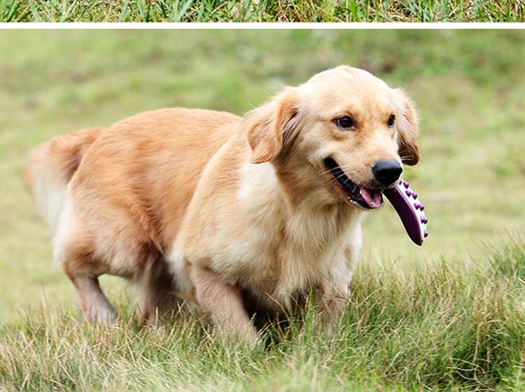犬 おもちゃ 歯磨き | 犬用噛み噛み歯磨きおもちゃ