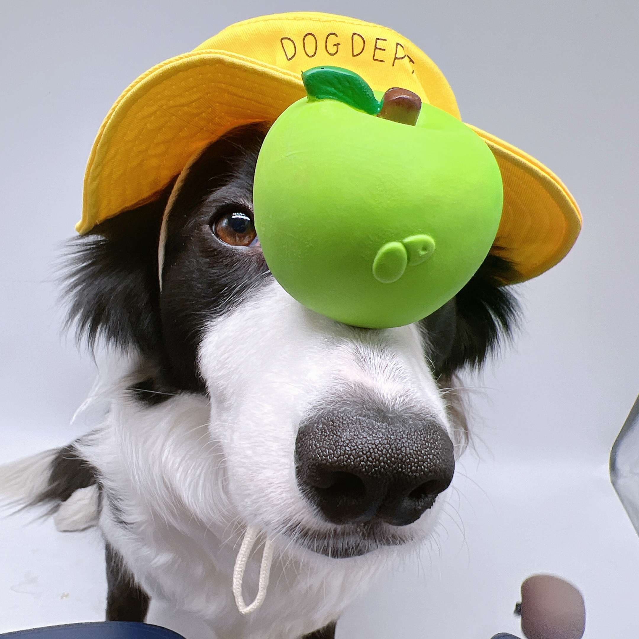 犬 おもちゃ ボール | わんちゃんのハッピーフルーツボール