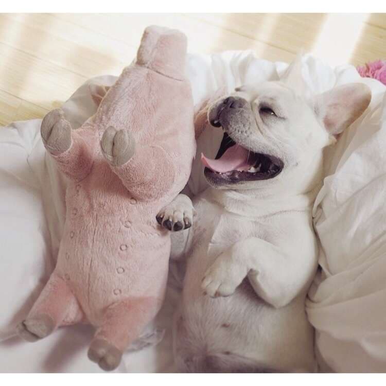犬 おもちゃ ぬいぐるみ | ブタ抱き枕