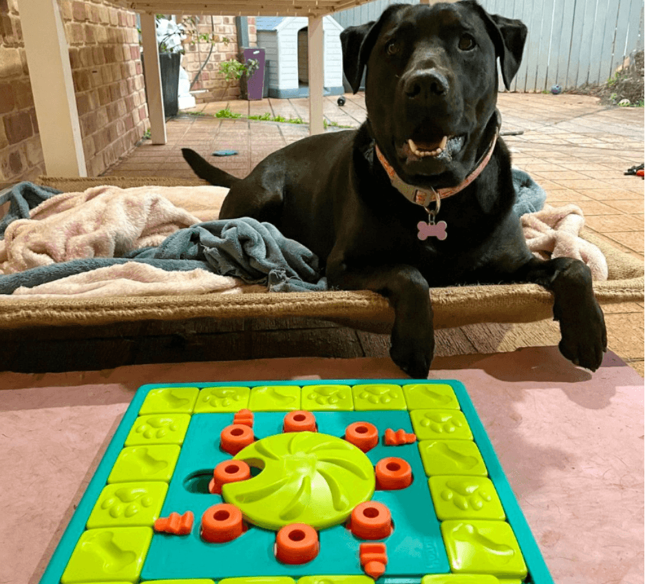 犬 おもちゃ 知育 | 犬用パズルスライダー知育ボード