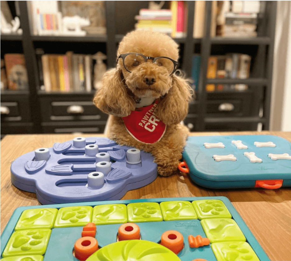 犬 おもちゃ 知育 | 犬用パズルスライダー知育ボード