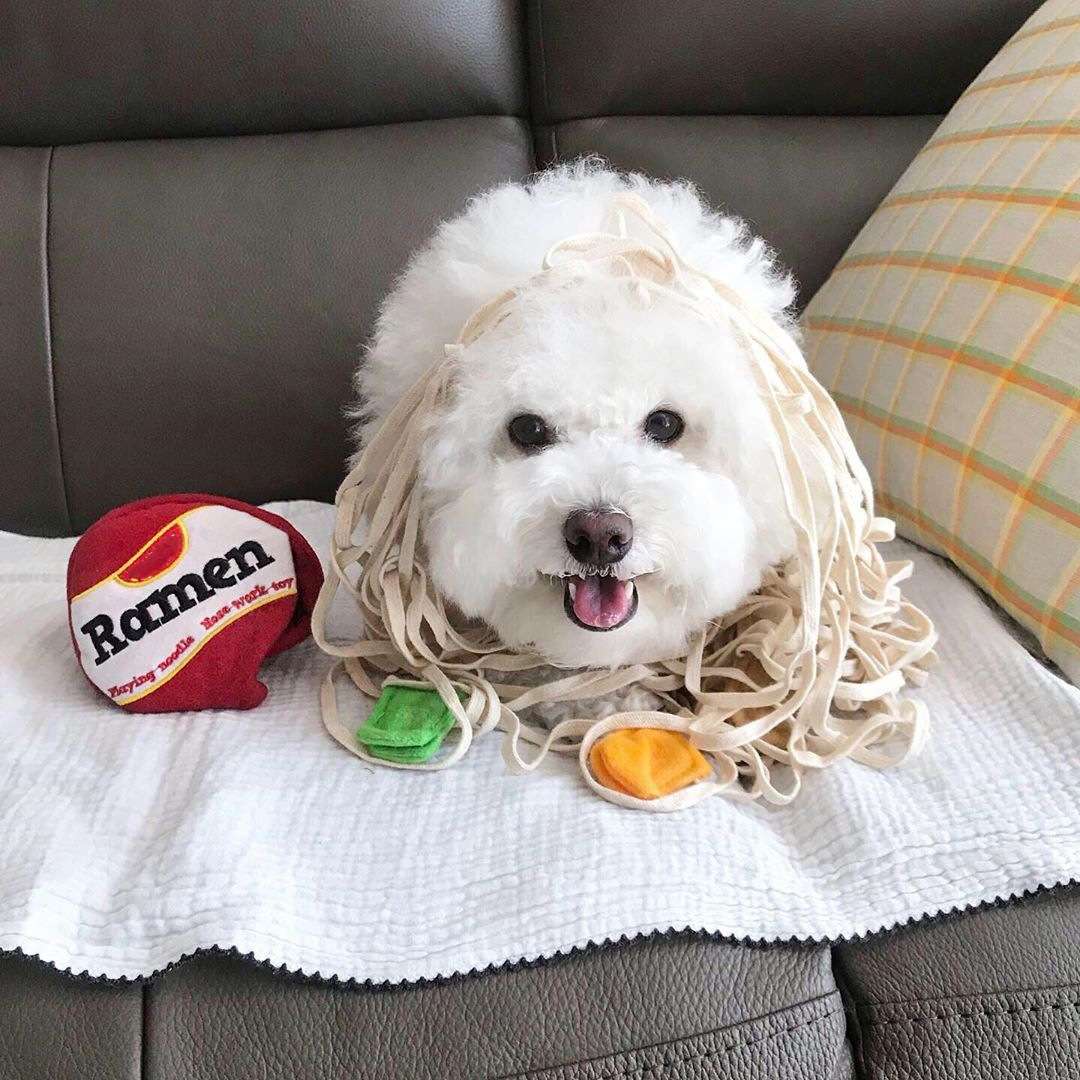 犬 おもちゃ | わんちゃん大喜びヌードル風おもちゃ