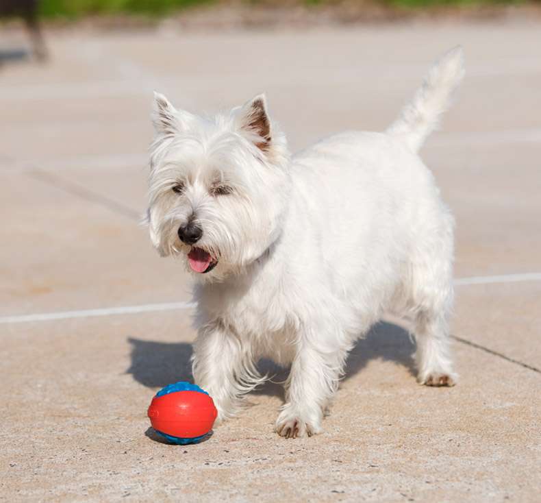 犬 おもちゃ ボール | 噛みごたえ抜群！飛びつき倒せボール