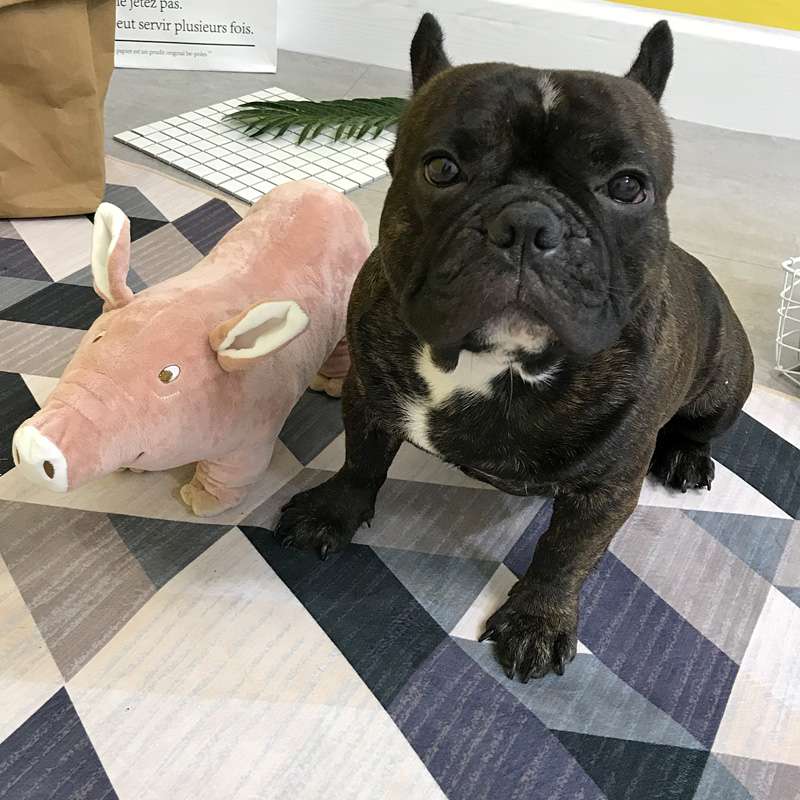 犬 おもちゃ ぬいぐるみ | ブタ抱き枕