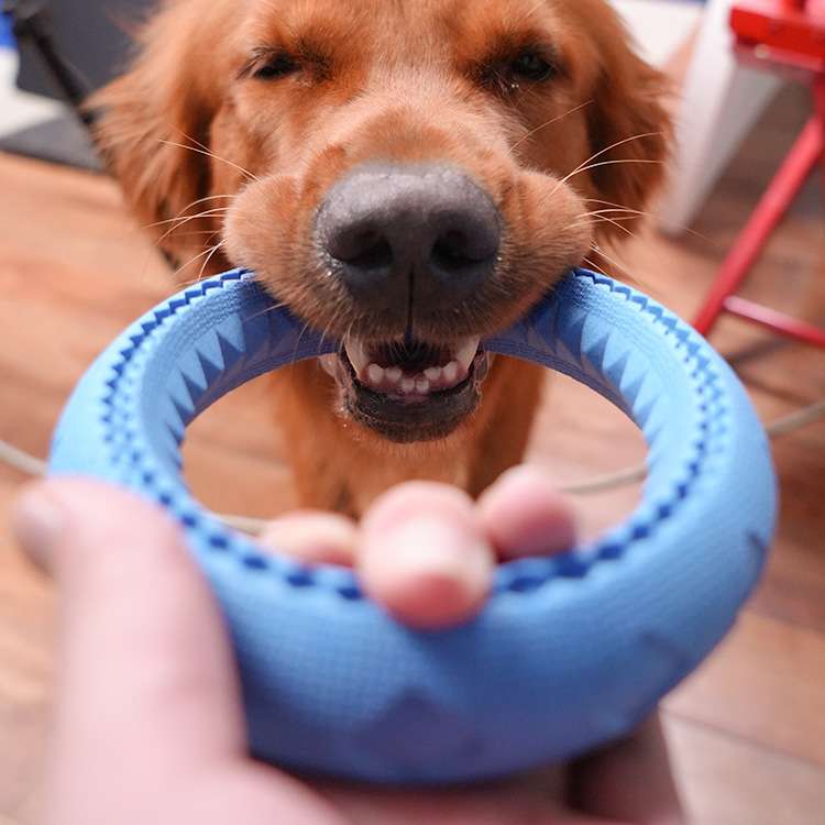 犬 おもちゃ 歯磨き | わんちゃんの歯クリーンリング