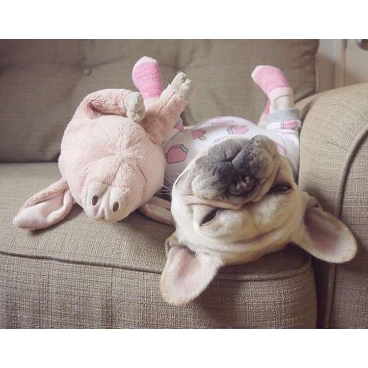 犬 おもちゃ ぬいぐるみ | ブタ抱き枕