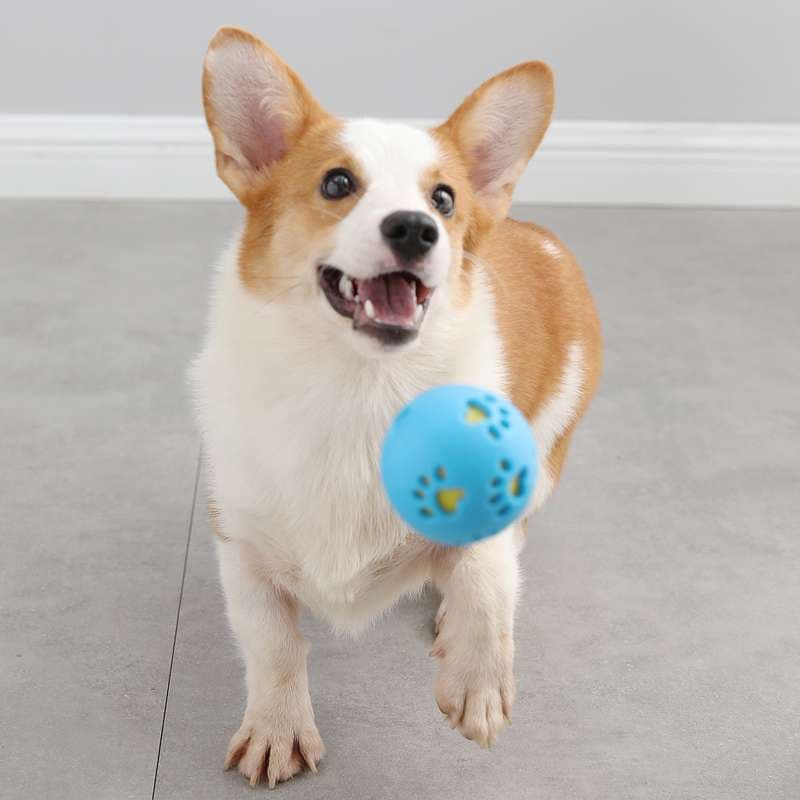 犬 おもちゃ ボール | わんちゃん大喜び！噛み心地抜群ゴムボール
