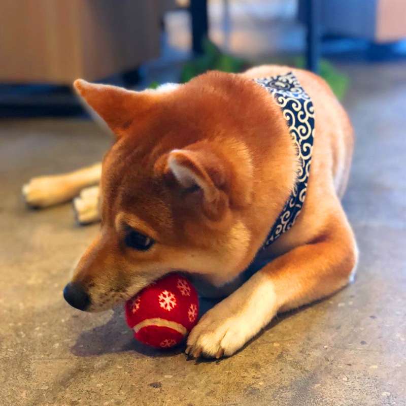 犬 おもちゃ ボール | クリスマス柄テニスボール