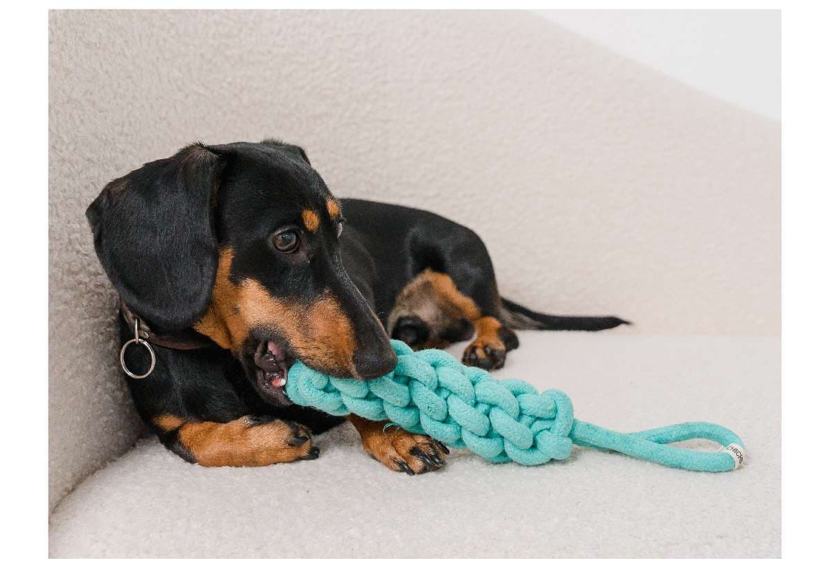 犬 おもちゃ ロープ | 歯磨き効果のある犬用結び目ロープ