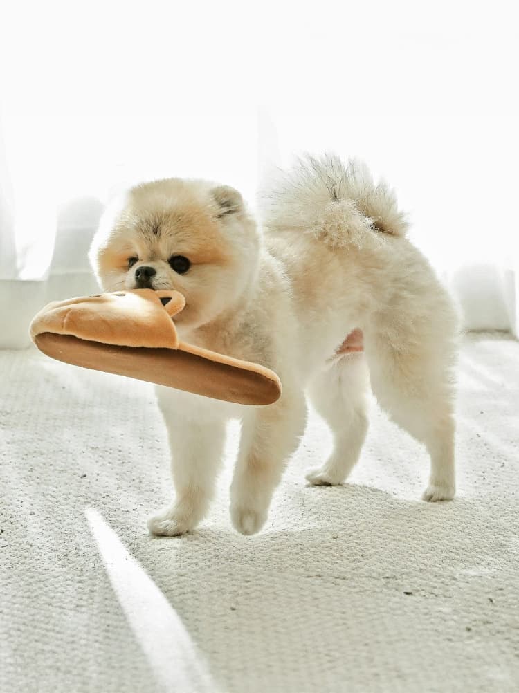 犬のおもちゃ ころんとくまさんぬいぐるみ