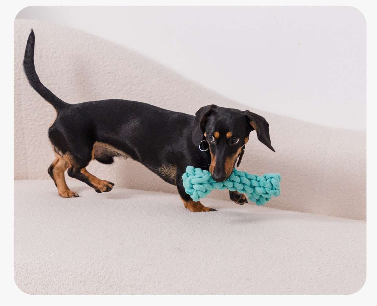 犬 おもちゃ ロープ | 歯磨き効果のある犬用結び目ロープ